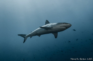 Grey Reef Shark by Henrik Gram Rasmussen 